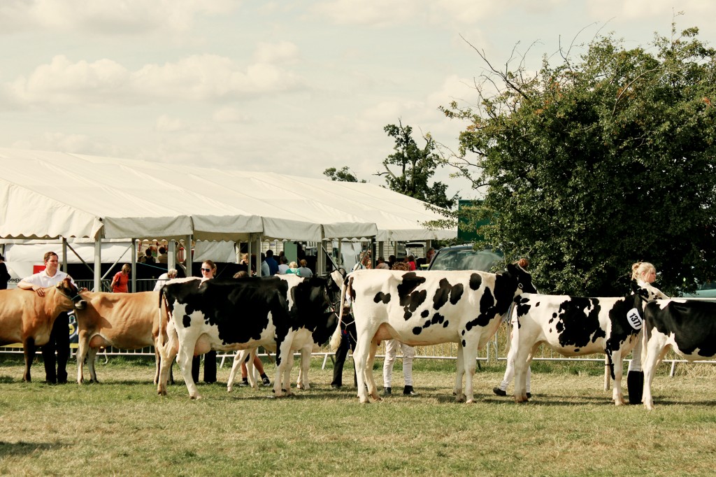 county show cows